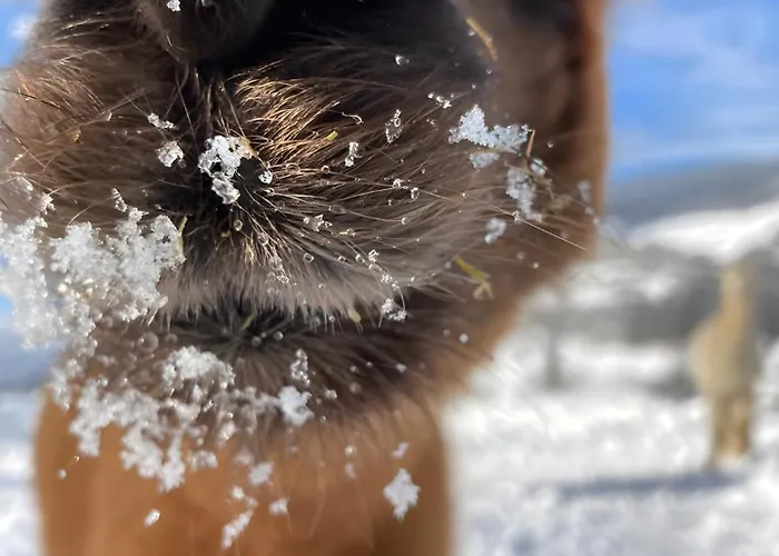 Alpenchalet Alpakablick 아파트